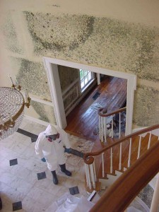 mold removal